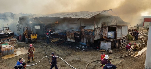 Video! 150 de porci şi 100 de vaci au ars de vii, după ce o fermă a fost cuprinsă de flăcări violente
