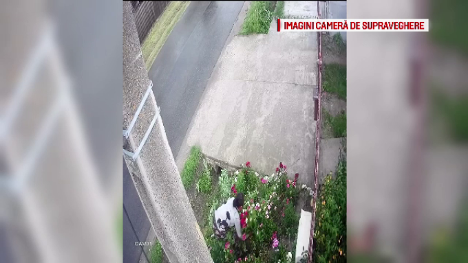 Video – O femeie a fost prinsă în timp ce fura flori pe o stradă din Răcari