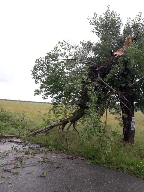 Drum judeţean din Dâmboviţa, blocat după ce o vijelie a rupt un copac