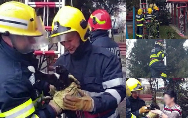 O pisicuţă blocată într-un brad a fost salvată de pompierii din Moreni