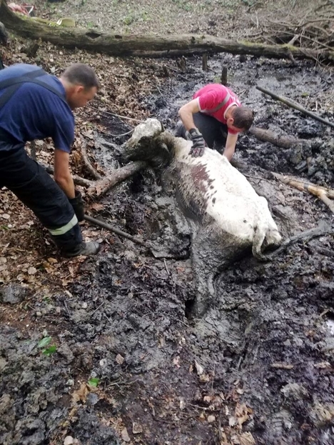 O văcuţă dispărută de o săptămână, salvată de pompierii din Moreni dintr-o groapă plină cu noroi