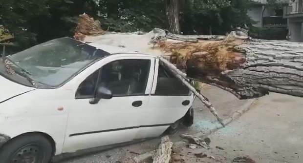 Trei maşini au fost avariate după ce un copac s-a prăbuşit peste ele