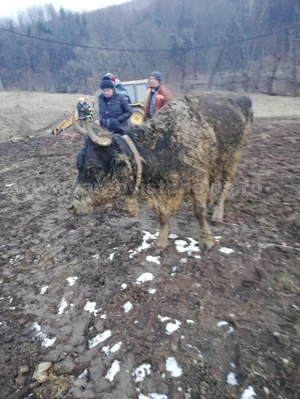 Operațiune dificilă în Iedera. O vacă, salvată cu excavatorul dintr-o râpă