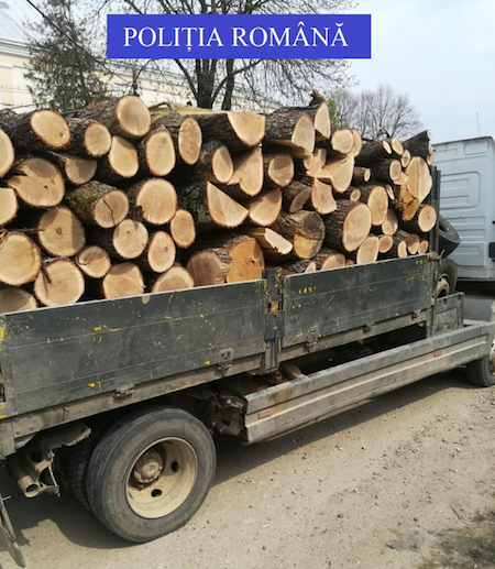 Hoţi de lemne, prinşi de poliţişti în pădurea de la Cojasca