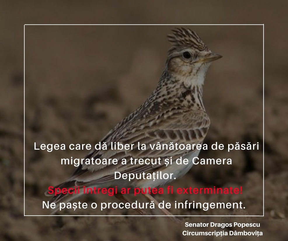 Senatorul Dragoş Popescu critică “Legea care dă drumul la vânătoarea de păsări migratoare, fără să se mai respecte vreo cotă de vânătoare”