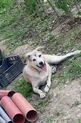 FOTO/VIDEO: Un stăpân îşi caută cu disperare câinele pierdut, în Priseaca. L-aţi văzut?