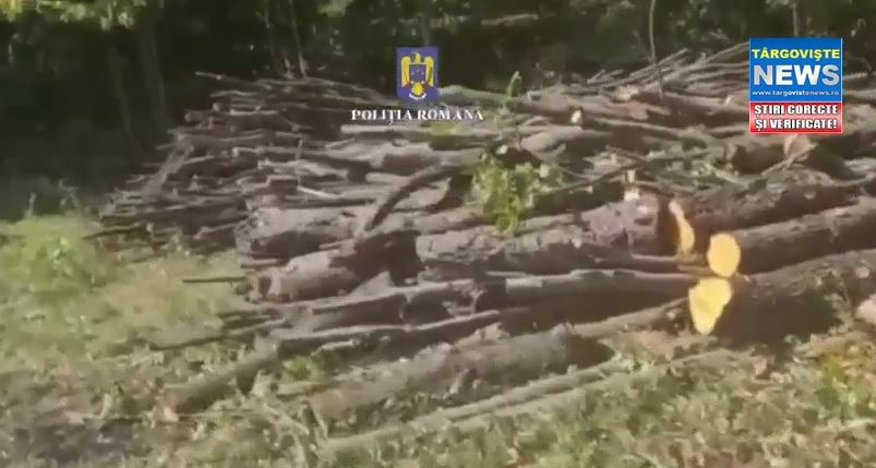 Poliţiştii din Găeşti au descins în gospodăriile mai multor indivizi bănuiţi că au furat lemne dintr-o pădure