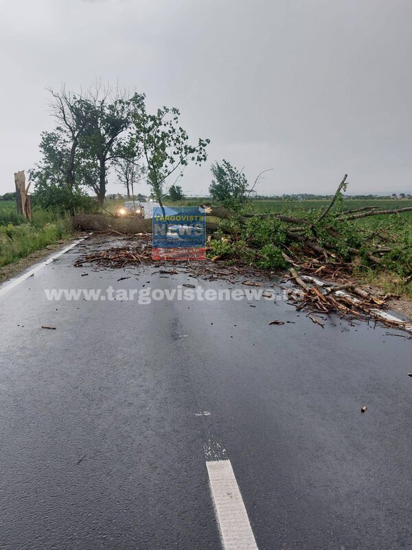 Gospodării inundate și copaci căzuți pe șosele, după ploile torențiale și vijelie, în Dâmbovița
