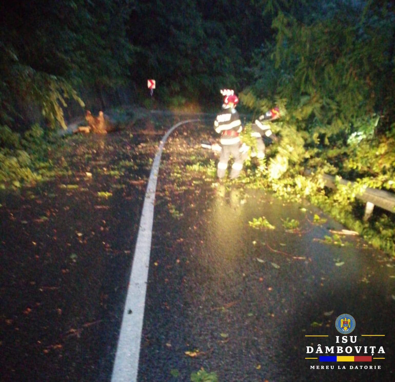 12 copaci au fost doborâți de vântul puternic, în ultimele ore, în județul Dâmbovița