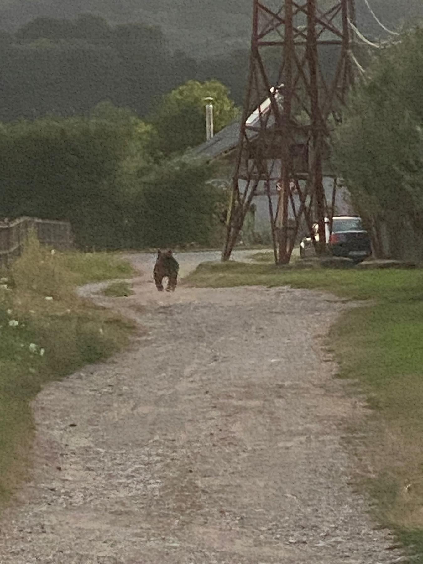 Dâmbovița: Urșii, pe drum, fotografiați de martori, ignorați de autorități