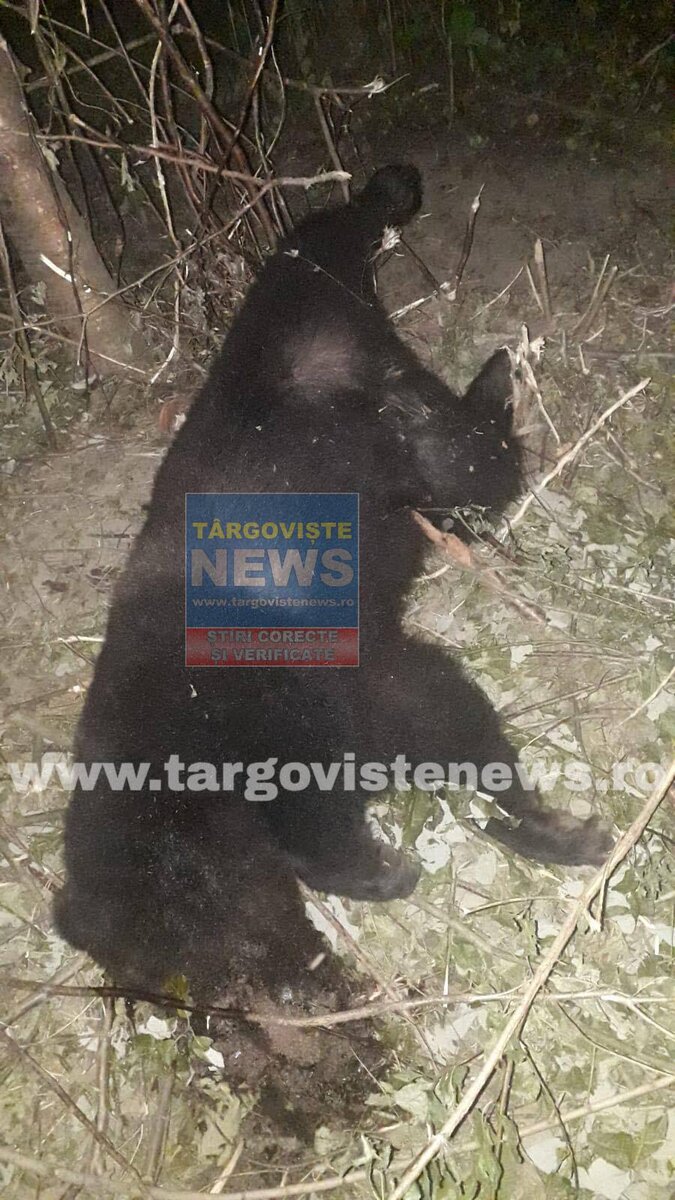 Politistii fac cercetari pentru a afla de ce a murit ursoaica prinsa in lat, la Ghirdoveni