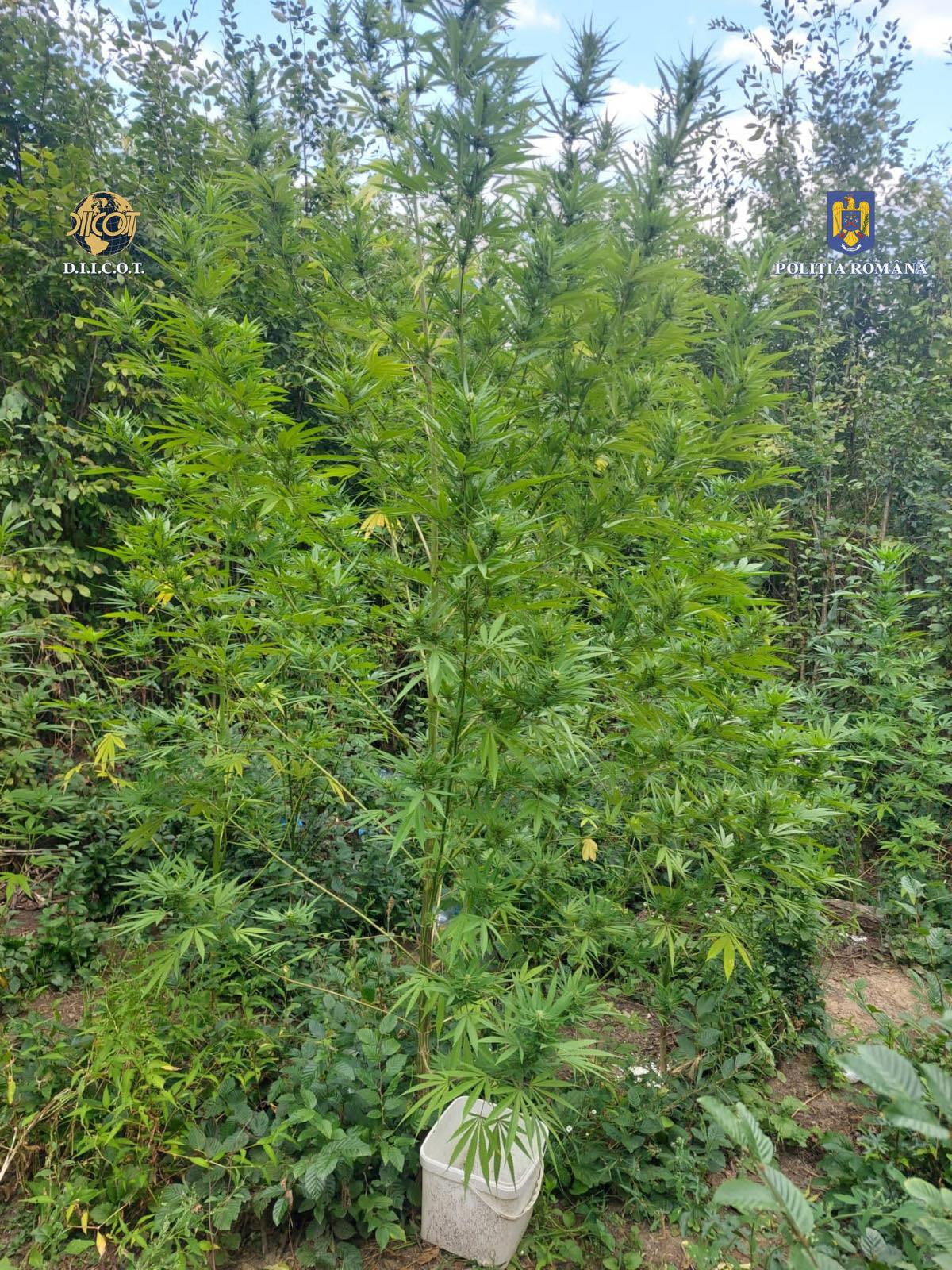 Cultură de cannabis, descoperită în pădurea de la Ocnița