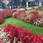 Târgoviște: Spațiile verzi, îngrijite zi de zi