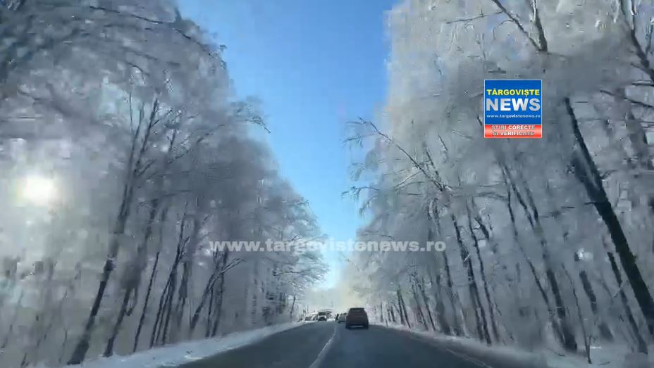 Peisaj superb de iarnă, pe drumul dintre Târgovişte şi Găeşti! Pădurea pare desprinsă din poveşti!