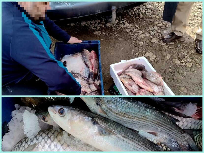 Peste 80 de kilograme de pește, confiscate de jandarmi pe o stradă din Ghirdoveni