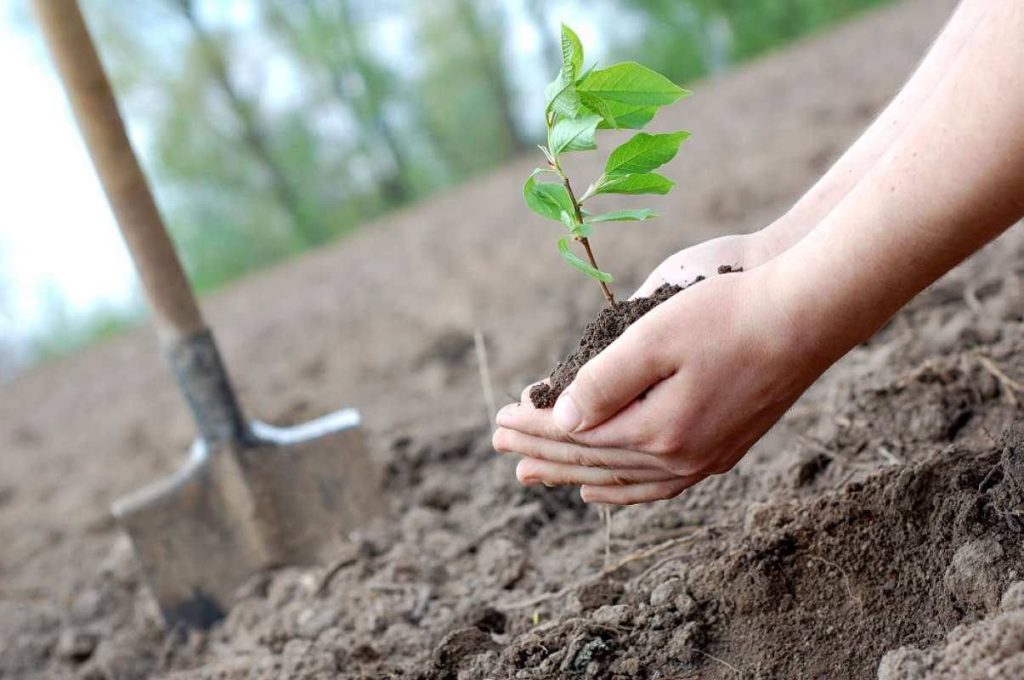 Luna plantării arborilor, marcată în judeţul Dâmboviţa. Împăduriri şi acţiuni de ecologizare