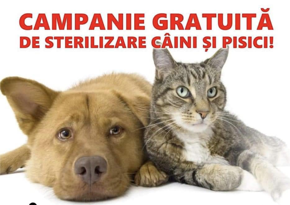 Primarul orașului Găești, apel pentru sterilizarea gratuită a animalelor: Pe 15 iulie, la școala din Arsuri