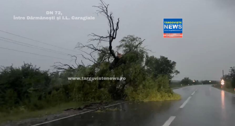 Circulaţi cu atenţie pe Drumul Naţional 72, între Târgovişte şi Ploieşti: Un copac uriaş a fost rupt de vijelie şi afectează sensul spre Prahova